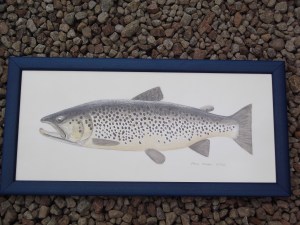 Beautiful trout picture by Paul Hogan