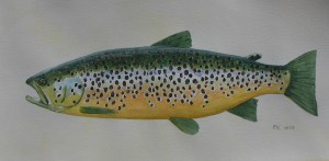 Finny´s trout Aug 13 002 cropped