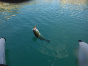 A typical bass from the reservoir