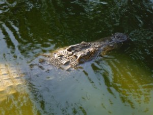 A nile crocodile swimming in the crocodile park, Torremolinos.