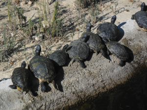The popular Florida red neck turtle. This invasive species is displacing native turtles.