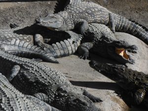 Heaps of crocodiles