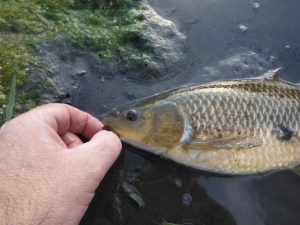 Removing the nymph from the beached fish