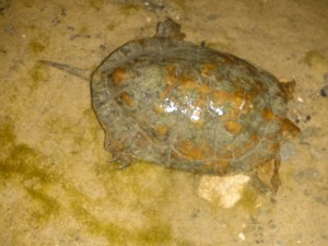 A wild turtle seen swimming in the river last night. 