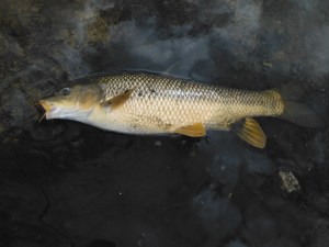 Guadalhorce 29 September 008