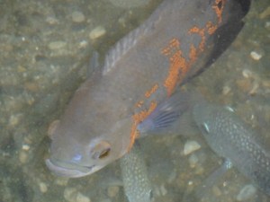 Oscars like this find bluebottles yummy