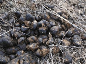 Tony the pony´s legacy