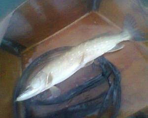 A fly-caught pike taken by Sean from Lough Inniscarra. The fish was not weighed but Sean reckons it is 15 pounds or better.