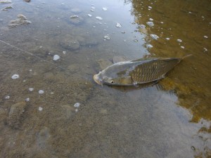 The river here is shallow and so beaching is possible.