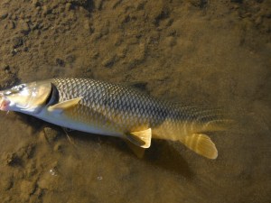 A gypsy barbel beached in the shallows where it can be returned with the minimum of contact.