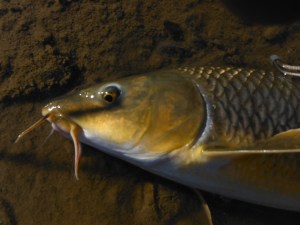 Gypsy barbel - a local speciality!