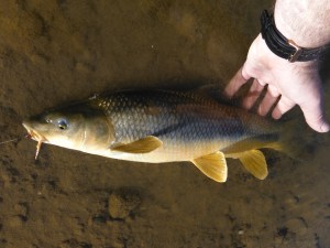 One of the better barbel