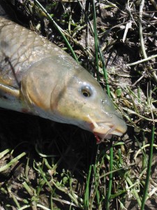 The one fish I managed to land. 