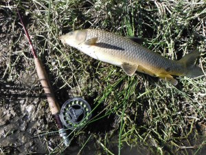 Such lovely fish, these.