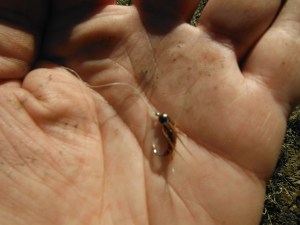 This fly was heavier and was taken by several fish which were unseen. Interesting!