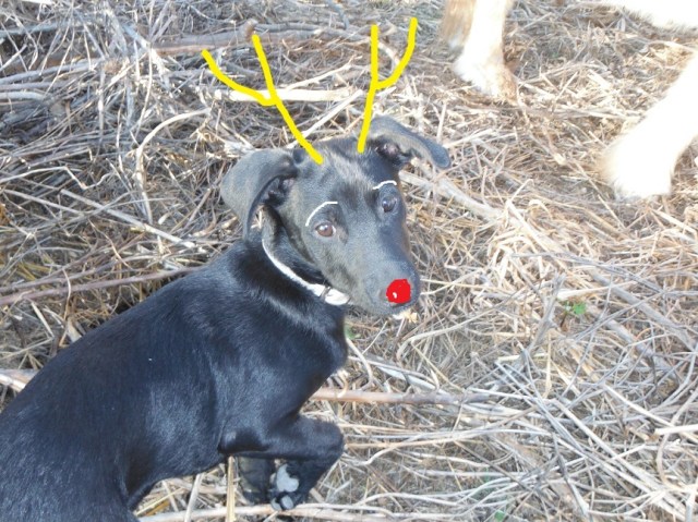 Boris, the little reindeer
