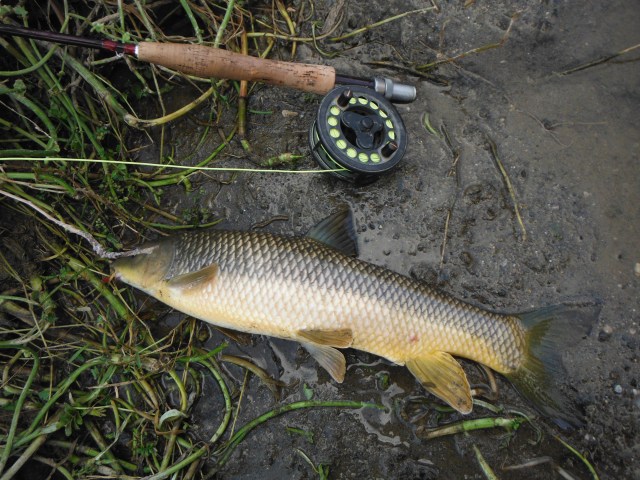 The first barbel