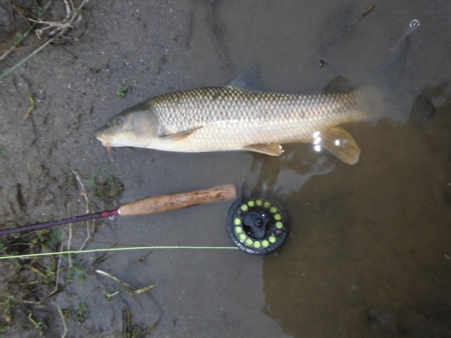 The other barbel