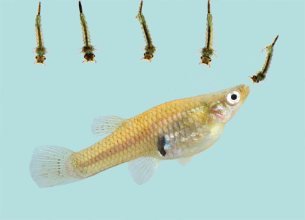 Mosquito fish - widely stocked to feed on mosquito larvae