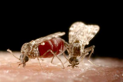 A blood sucking highland midge - public enemy number one in parts of Scotland