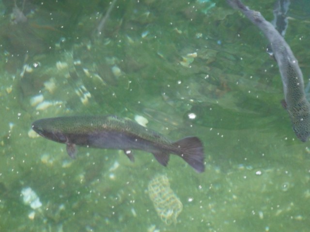 Rainbow trout