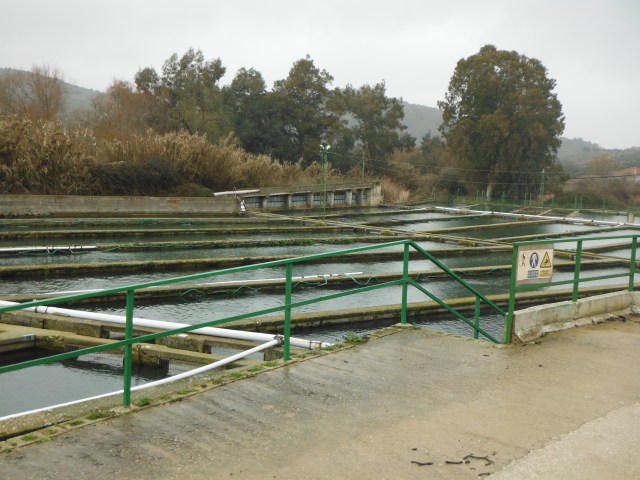Last year the fish farm here produced around 4000 kg of caviar - worth a few bob!
