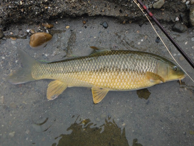 Handsome fish, these.