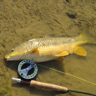Here´s another barbel