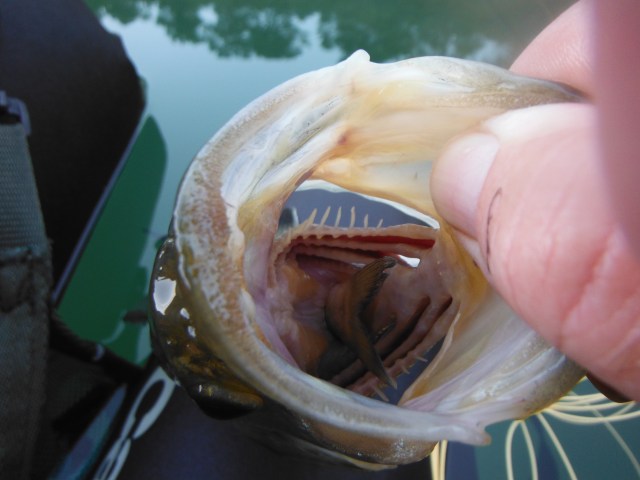 There is a tail of a recently eaten fish in the throat of this bass 