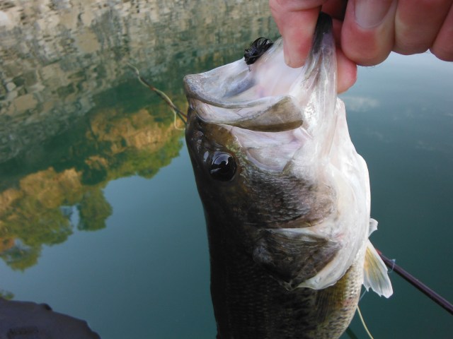 The black bass is an introduced fish from North America. The alternative name - largemouth bass seems quite apt!