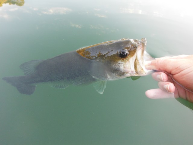 When you release the bass and they realise they are free they will often dive down and splash you with their tails!