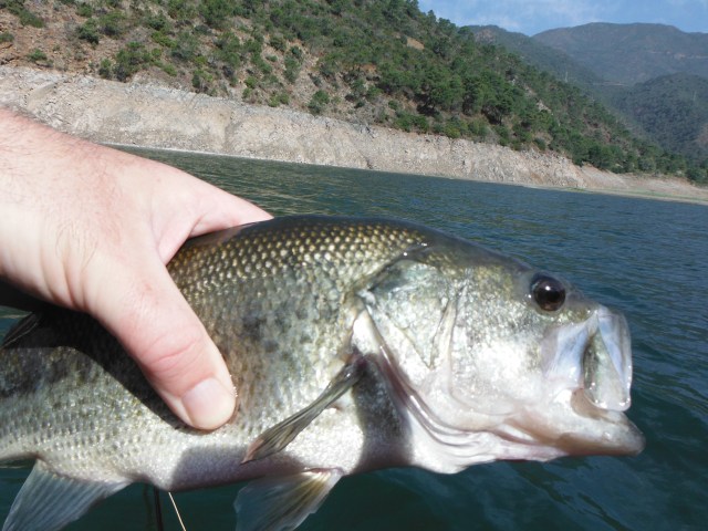 One of the better ones