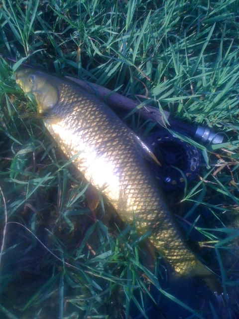 This is a typical fish from Barry´s pool. I took a couple there on on Sunday morning. There are bigger on in there though