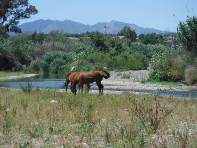 Egret sitting on a horse