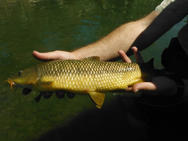 A pretty fish, this one.