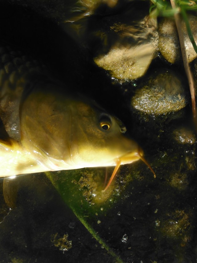 Here you can see the barbels the fish use when feeding on things they can´t see