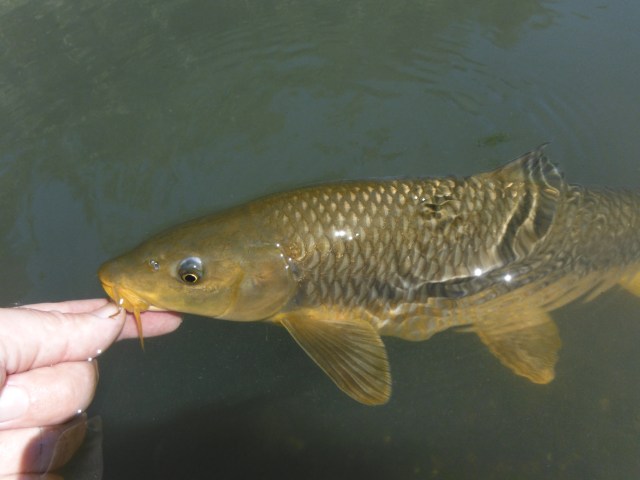 Unhooked in the water and then off on its way