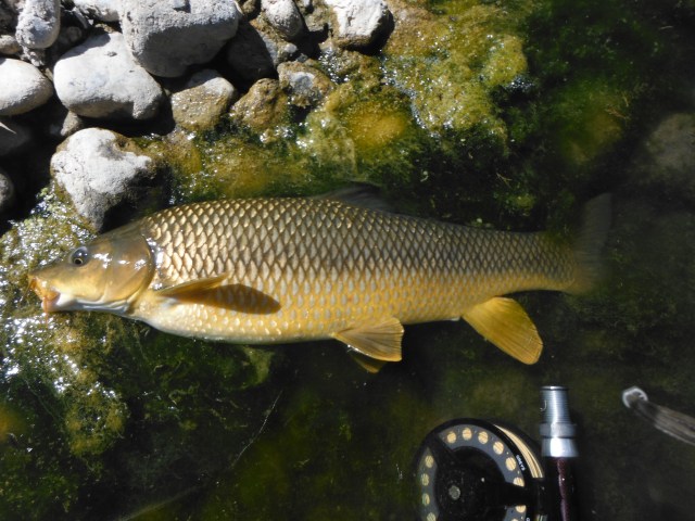 A pretty fish, this one.