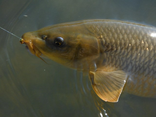 Once hooked this fish went flying off downstream like a rocket.