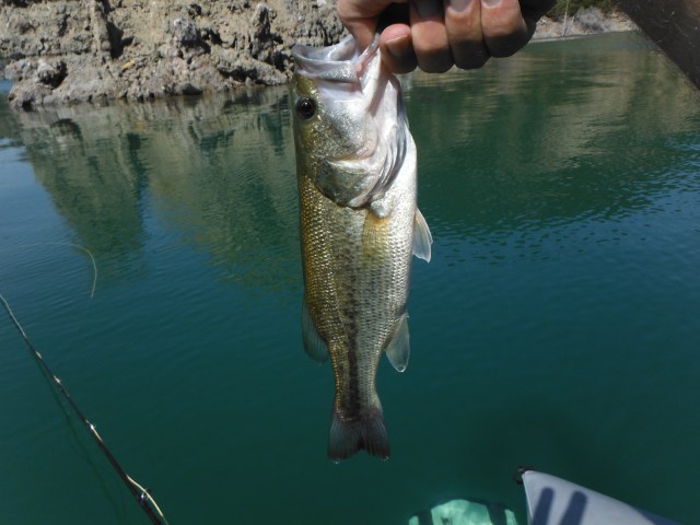 Black bass. These are not endemic to Spain but have been widely distributed here and are a very popular sport fish.