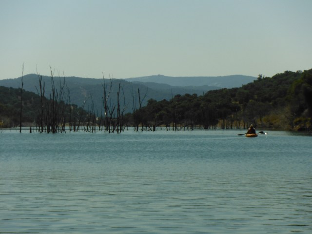 Trees emerge from the bottom of the reservoir. The reservoir is about 20 years old. Presumably they were once growing on dry land.