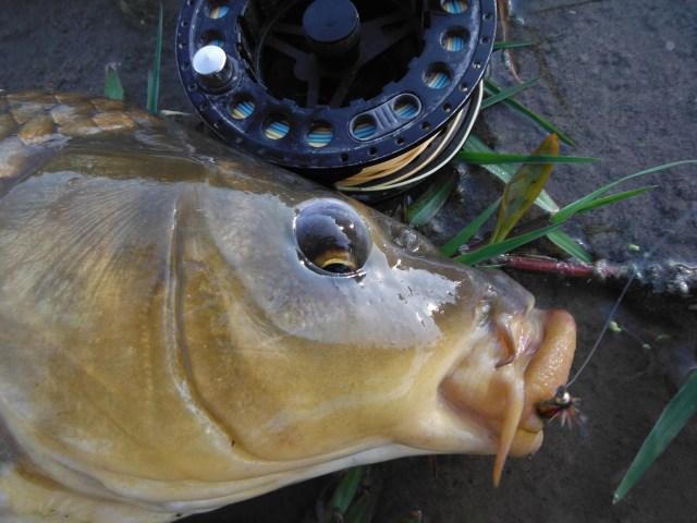 It was a relief to see that the nymph was taken "properly". It doesn´t always happen!