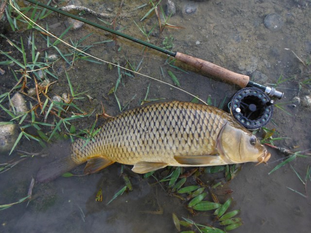 Almost exactly a year later, in the same place I caught this one.