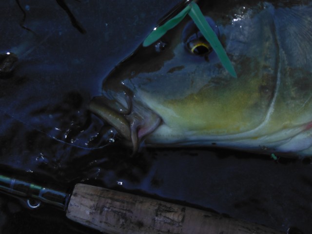 Another sucker for that little nymph!