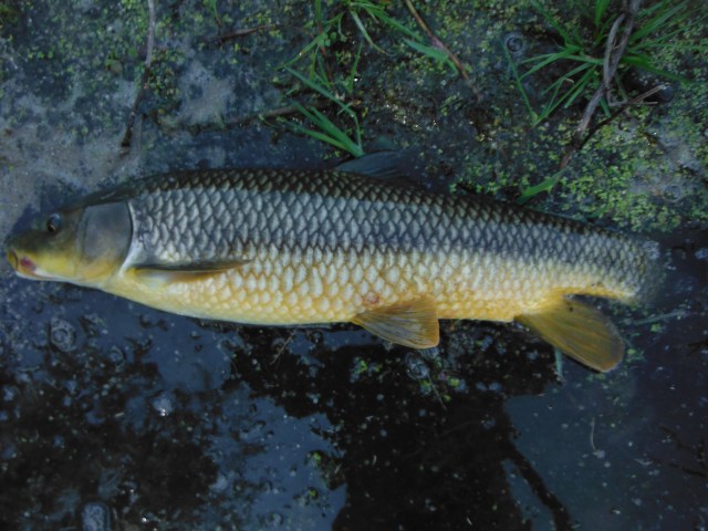 I fooled this one with an unweighted nymph. This is a pretty typical gipsy barbel from this river. It weighs around two pounds.