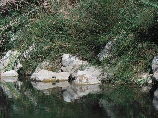 By the time I had taken this photo a whole bunch of turtles had dropped into the river. These ones were a little slow off the mark.