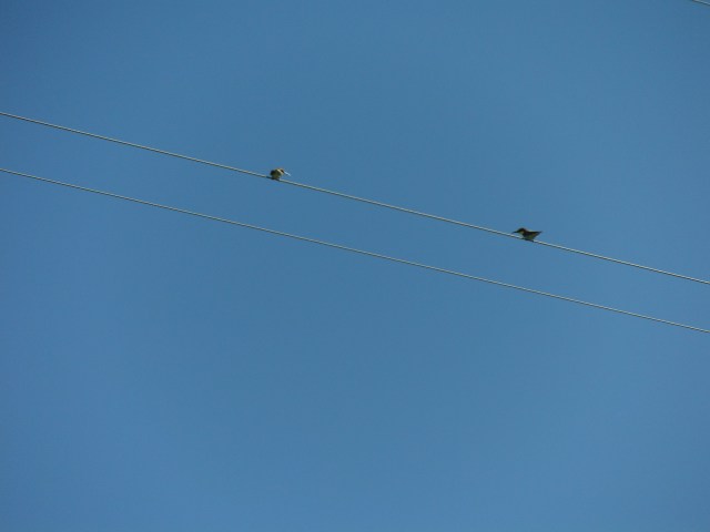 There were a few bee eaters knocking around. These beautiful birds will soon be off to Africa.