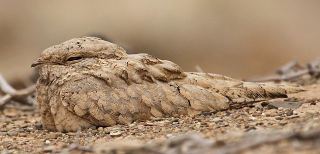 This is a lovely photo of a red necked nightjar. It was not taken by me!