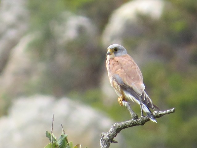 This is another of Harry´s photos but it is not a nightjar. It is a lesser kestrel - a bird of southern Erope which, like the nightjar, is predominantly an insect feeder. The insects may be taken on the ground or on the wing.
