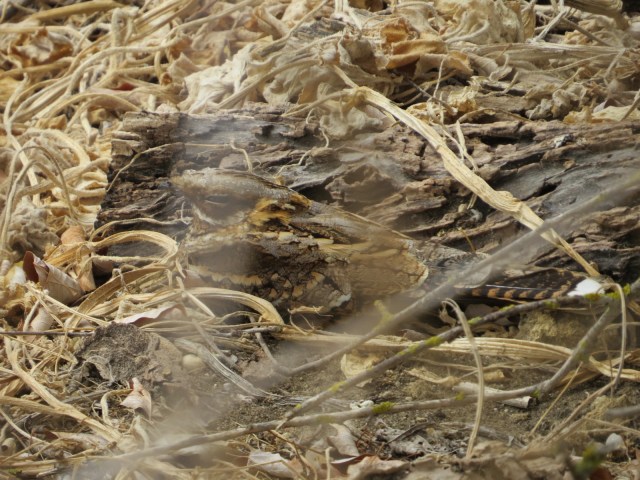 Not an easy thing to spot!